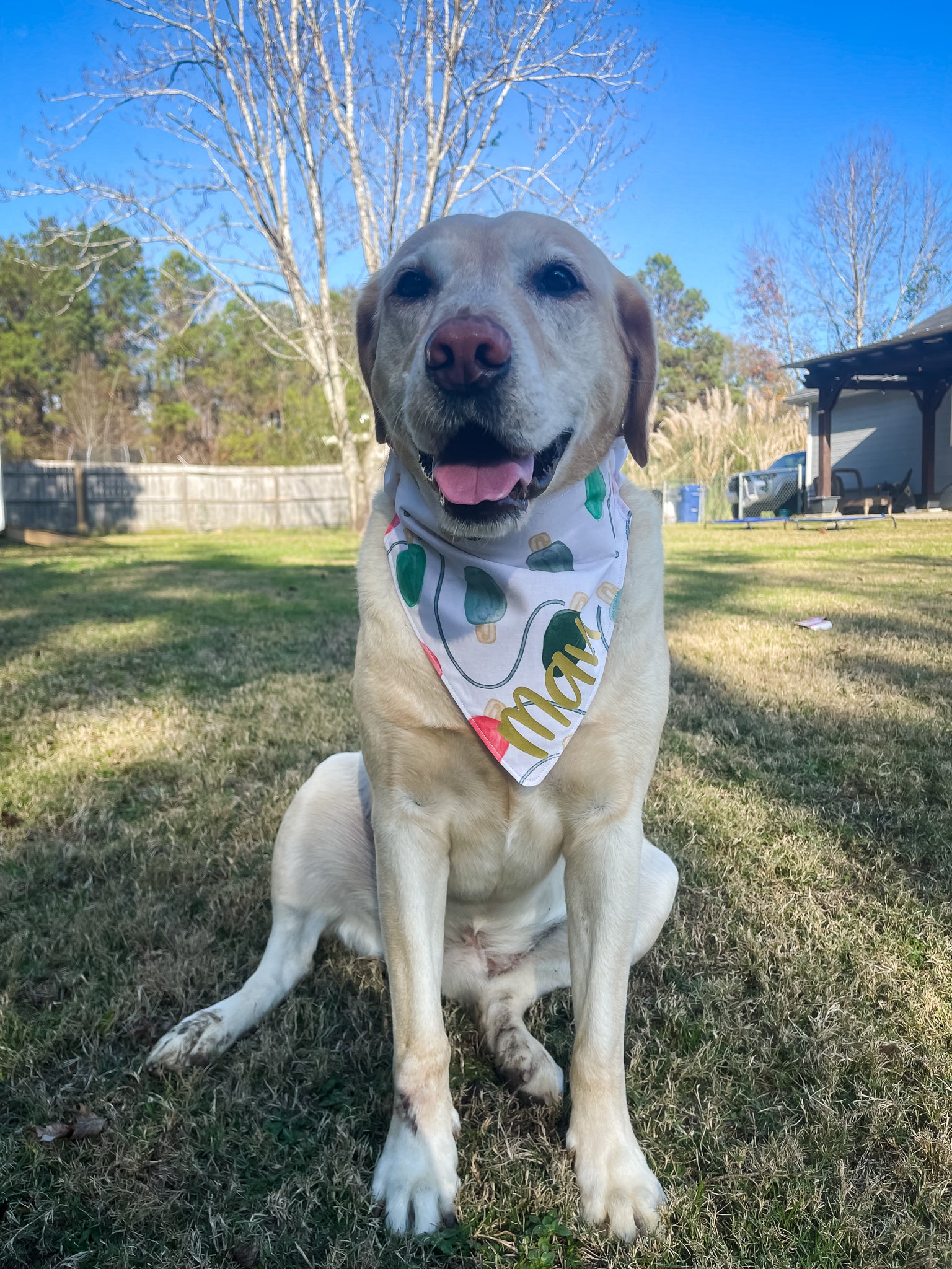 Baseball Dog Bandana