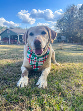 Load image into Gallery viewer, Ball is Life Over the Collar Dog Bandana | Seasonal Bandana | Summer Bandanas