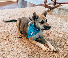 Load image into Gallery viewer, Ball is Life Over the Collar Dog Bandana | Seasonal Bandana | Summer Bandanas