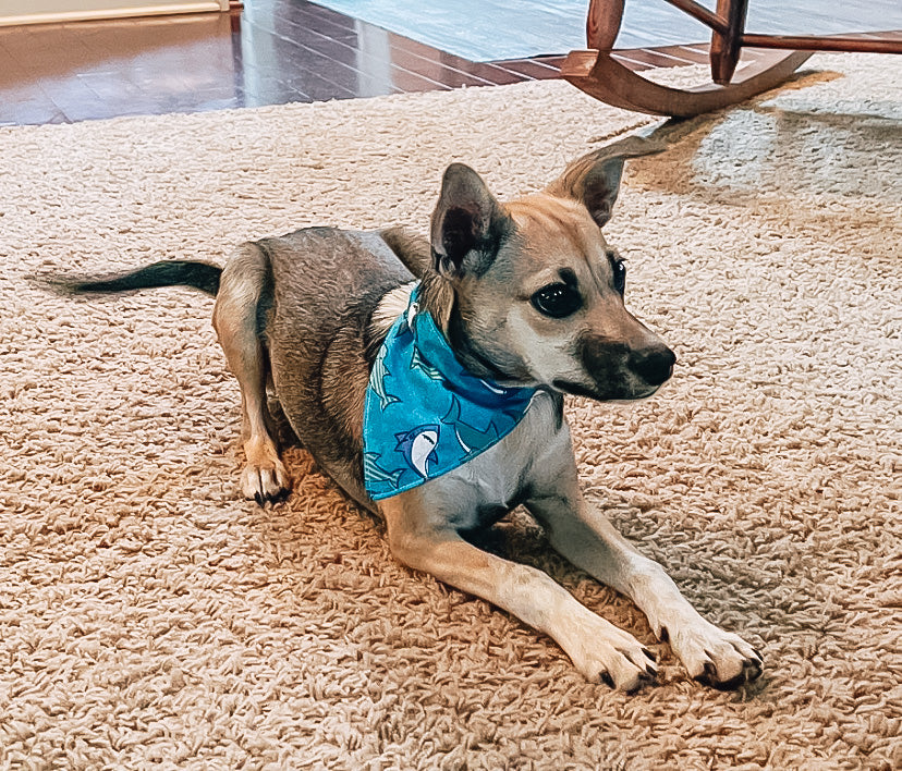 Baseball Dog Bandana